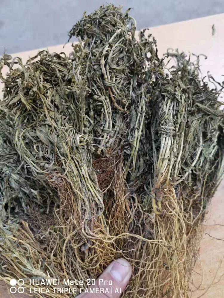 供应水黄连黄脚鸡硬水黄连硬杆子水黄连