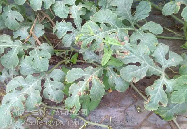 瓜蒌蔓枯病西瓜根腐病有机农药小檗碱青枯立克500ml水剂