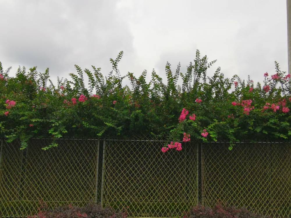 紫薇围墙发往湖北绿化祖国高15紫薇篱笆墙正在起苗装车图片