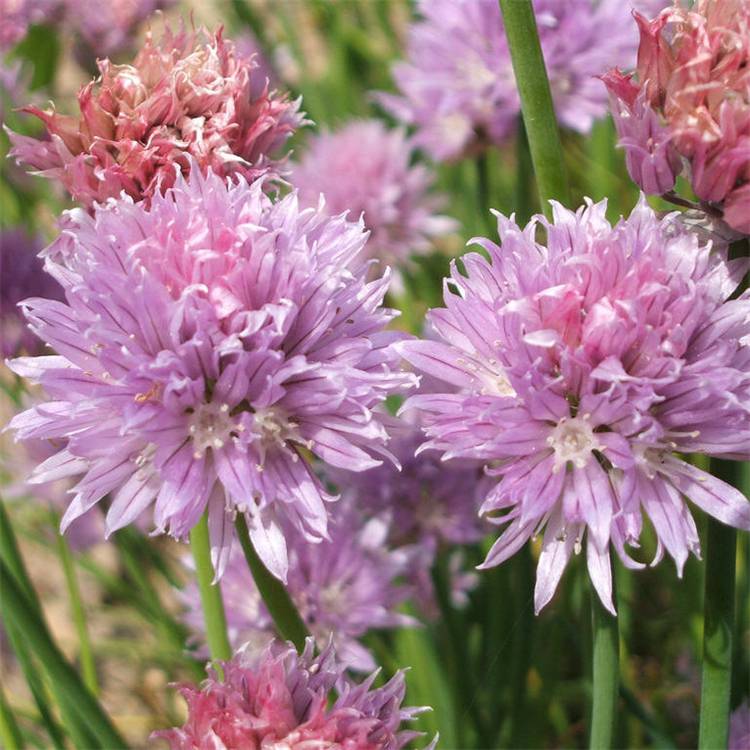 苗圃出售香葱花四季种植庭院别墅小区阳台观赏盆栽可食用