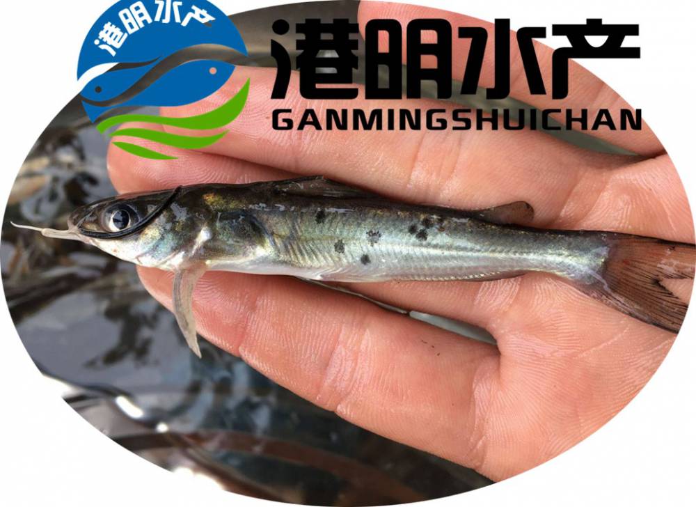 水池土塘水庫可養殖紅鉗魚苗黃金鮰魚苗】價格_廠家 - 中國供應商