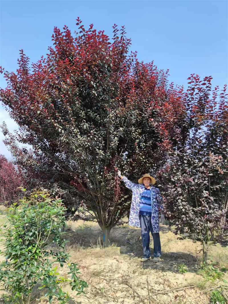 安徽宜景生态绿化工程红叶李公园庭院姿态优美骨架红叶李造型树