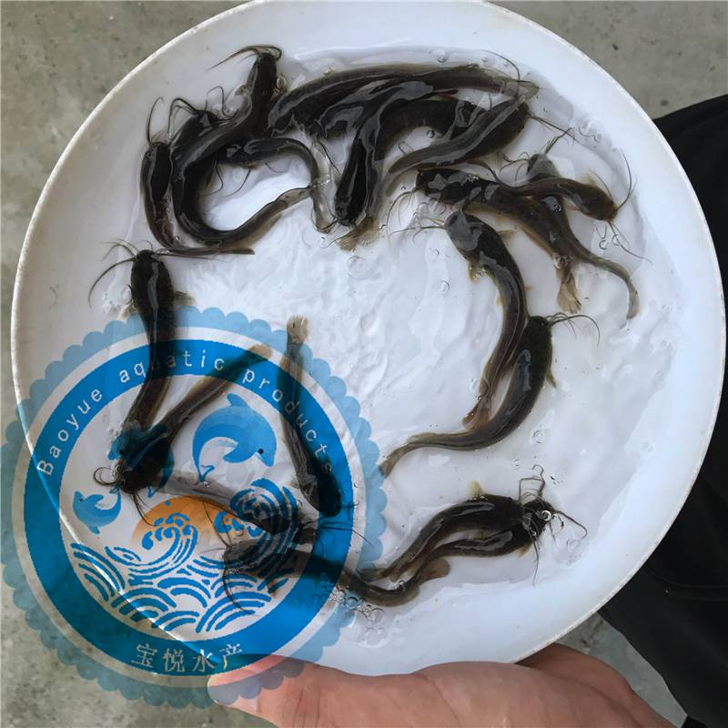 贵州安顺本地塘鲺鱼苗成活率高塘角鱼苗多少钱一斤