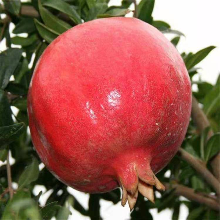 公司动态红如意石榴树苗采购基地石榴小苗