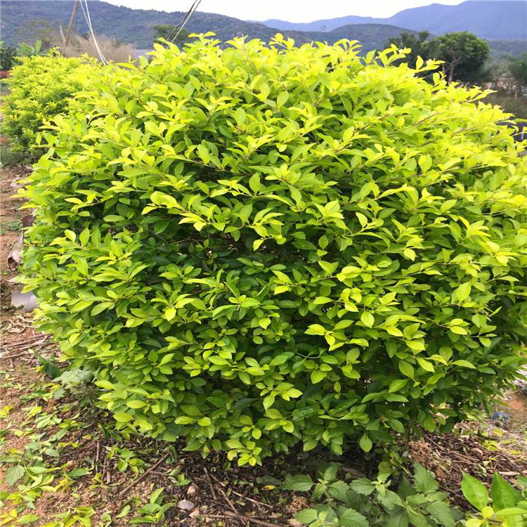 长期供应连翘连翘苗连翘球植物绿化苗木量大优惠