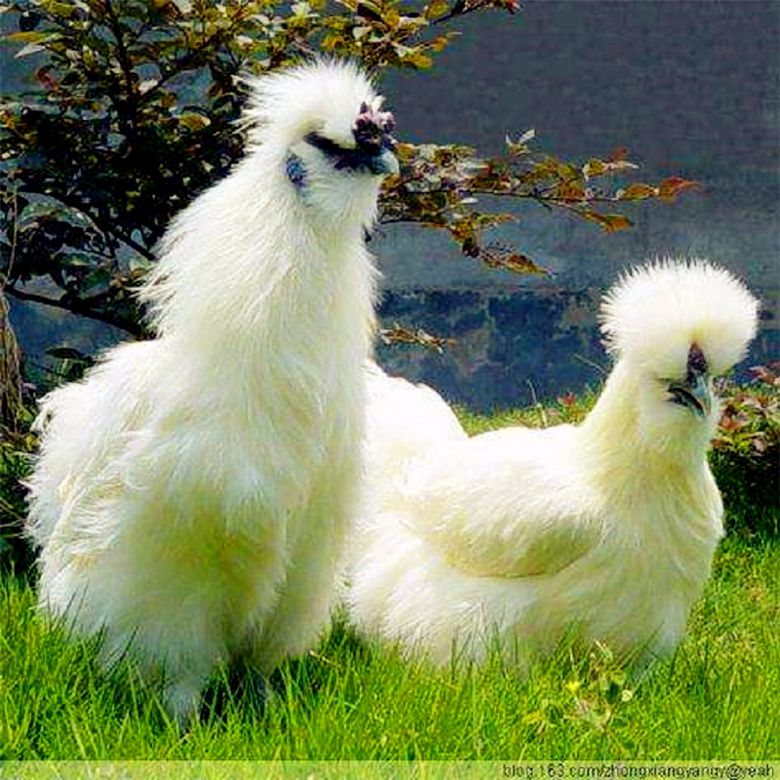 育种厂家供应竹丝鸡运输包活竹丝鸡优惠种纯正质量保障