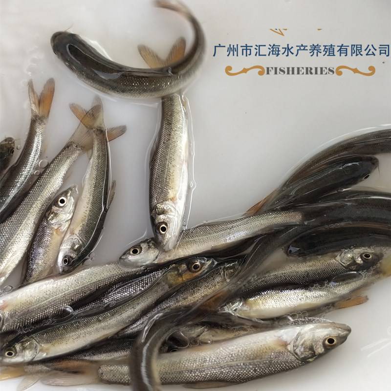 高活率银鳕鱼苗 淡水批发大鳞鲃银鳕鱼苗 快大银鳕鱼苗