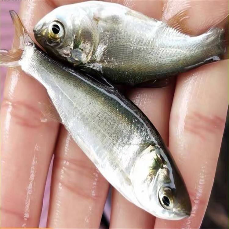 港明白鲢鱼苗大量供应水鲢鱼苗厂家批发