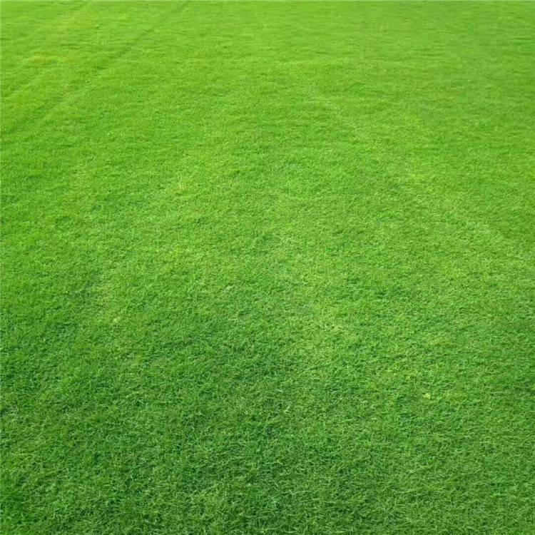 大叶麦冬草-真草坪供应-麦冬草的种植方法