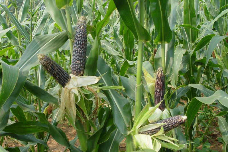 富硒黑玉米黑玉米黑玉米粒