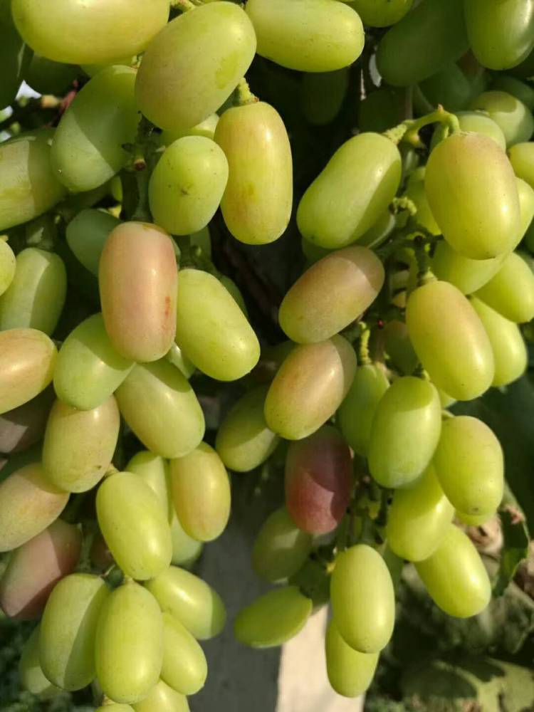 辽宁可欣牌河南省春晖牌苏欣一号极早熟葡萄新品种好吃早熟抗性好省工