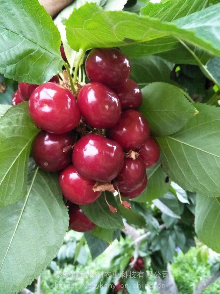 格桑德拉玫瑰樱桃苗格桑德拉玫瑰樱桃苗特点介绍