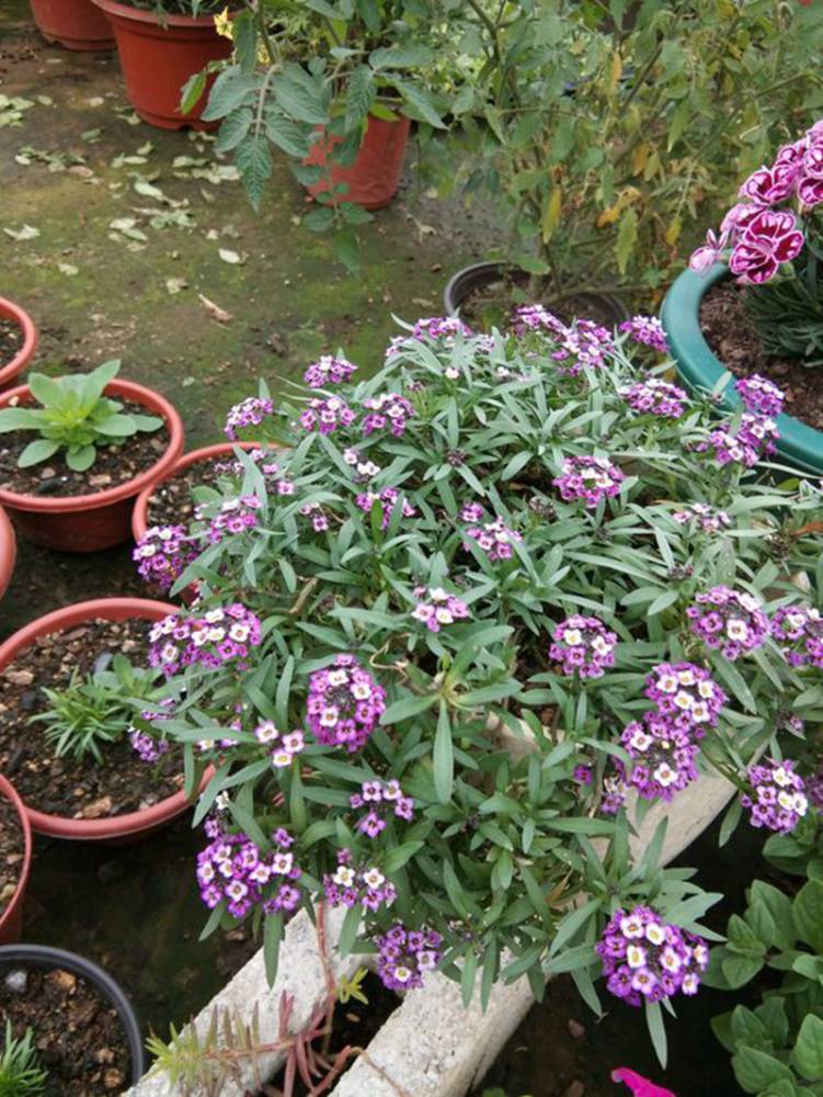 批发香雪球种子新种子上市量大发芽率高