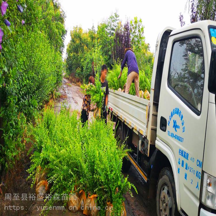 汉中小叶女贞 常用绿化苗木 红叶石楠苗 北方周边适合种