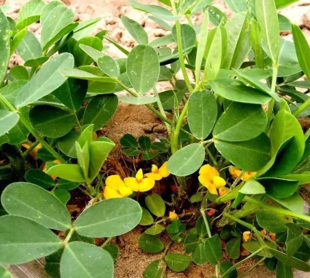 17吡唑氟环唑杀菌剂防治真菌性病害防纹枯病锈病炭疽病