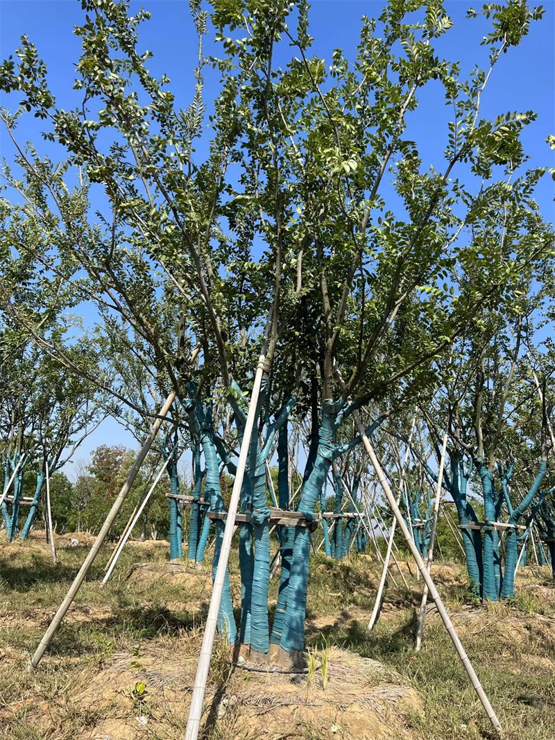 首页>宠物及园艺>园林植物>乔木>园林绿化五杆丛生朴树安徽宜景生态