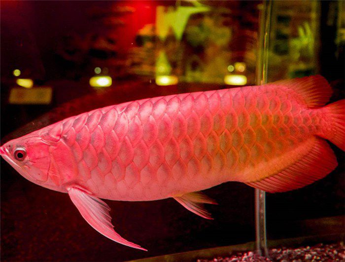 【临平龙鱼哪里有-可丽水族(在线咨询)-临平龙鱼图