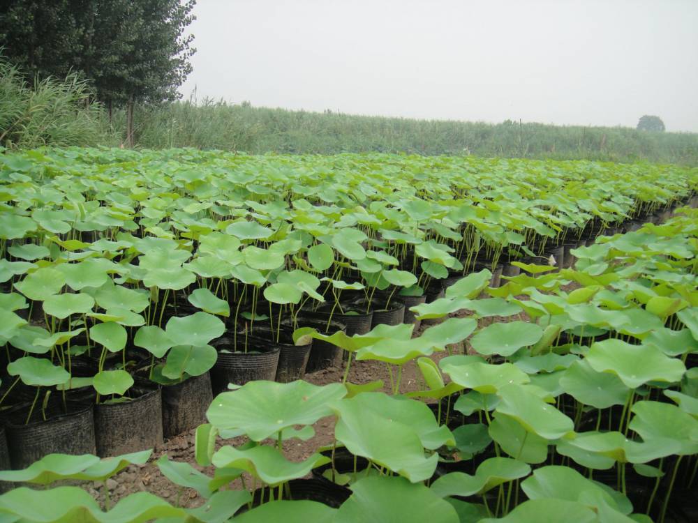 供应湖南荷花苗湖南睡莲苗湖南荷花睡莲种苗荷花种苗睡莲种苗价格基地