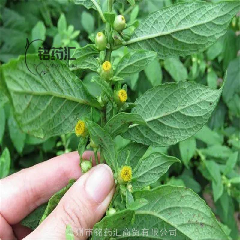 中药材驴耳风毛菊图片