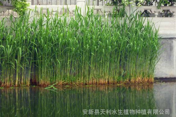 水生植物芦苇苗 芦苇地下茎生长快 水生植物苗价格 中国供应商