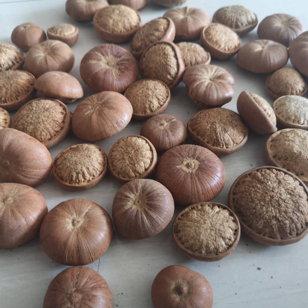 野生果批发益肾子价格风流果产地