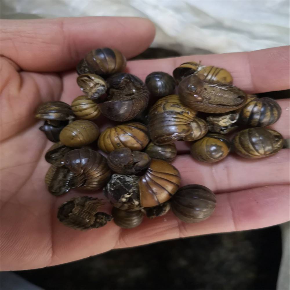 中药材滚山虫滚山虫功效和作用