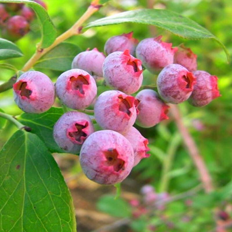酷派蓝莓苗 悦栋果苗 大量出售 蓝莓苗 一手报价