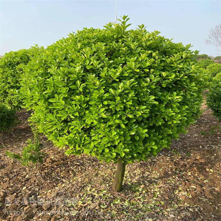 冬青球120公分渭南卖苗商 绿叶冬青球1.5米 绿植树苗基地