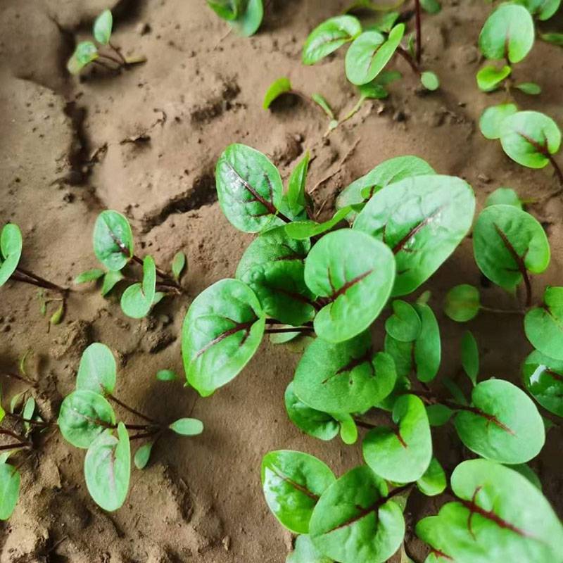 红脉酸模种子红丝酸模红柄酸模西餐摆盘沙拉蔬菜香草种子特菜