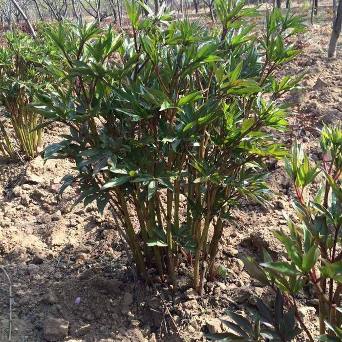 芍药苗的生长时间芍药东北种植的优势价格低种植前景广阔