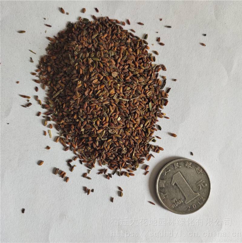 2021年七里黄种子发芽率高价格便宜批发价