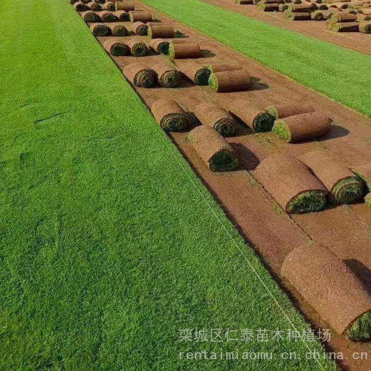 草坪种种子草坪 急需腾地草皮卷 巨紫荆种子