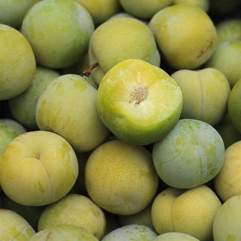 重庆青脆李子苗批发、重庆巴南青脆李子苗附件价格