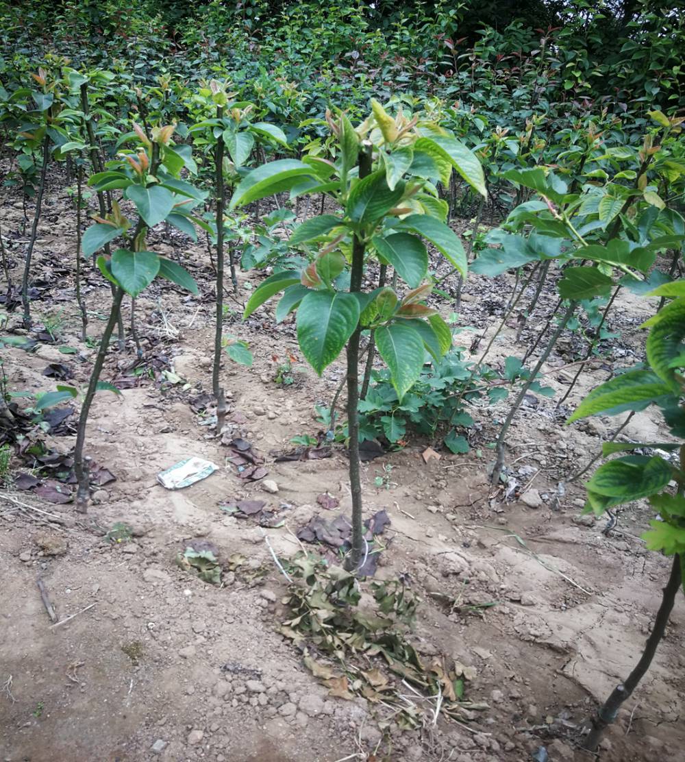 新高梨苗种植果树苗的梨树苗新品种简介早酥红梨树小苗价格3元