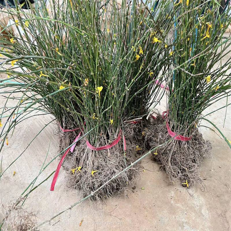 可蕊园林迎春花苗云南黄馨30354045公分长度耐旱成活率高图片