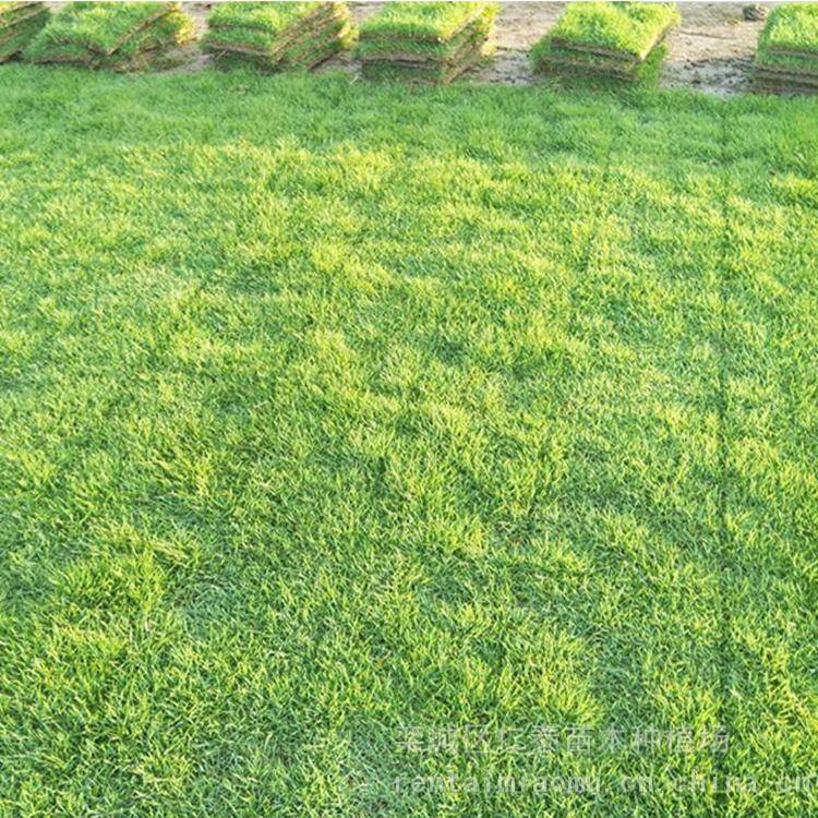 黑麦草草坪多少钱一平方 ***草坪 草皮卷 琉璃苣种子