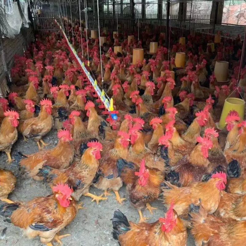 广州农科院二号鸡苗正宗农大三号鸡苗厂家厂家供应新广k902鸡苗