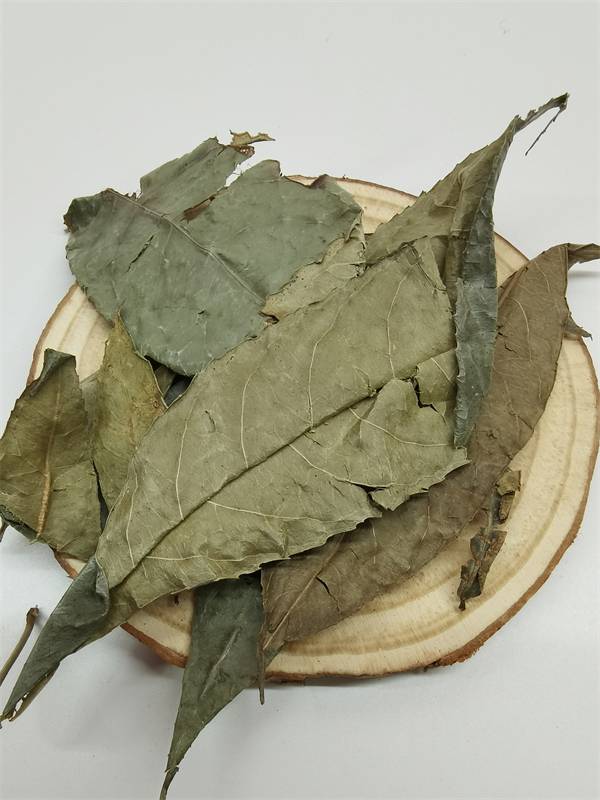 山香圆叶种植亩产量山香圆叶别名叫什么山香圆叶收购价格山香圆叶种子