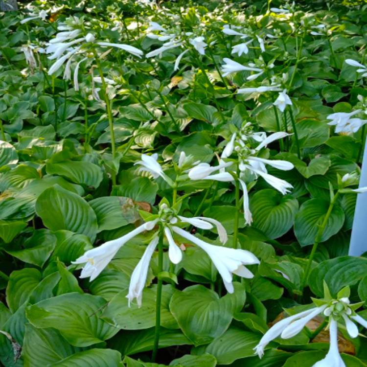 出售青叶玉簪和花叶玉簪苗木价格与图片参考