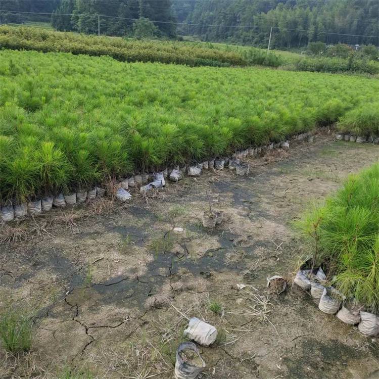 两年生湿地松小苗 批发湿地松容器苗 湿地松杯苗小苗 先淼园林