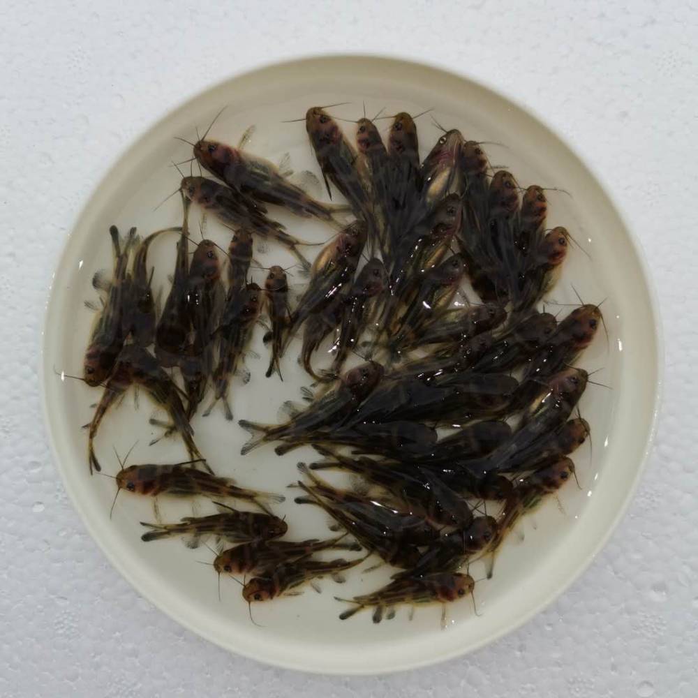 零陵黄辣丁活体黄骨鱼苗荣县黄辣丁鲜活水产型买就送图片