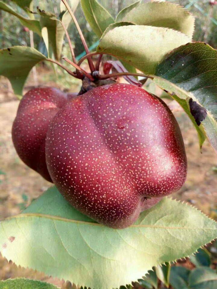 丹霞红梨采购标准夏青梨苗在哪里可以买到