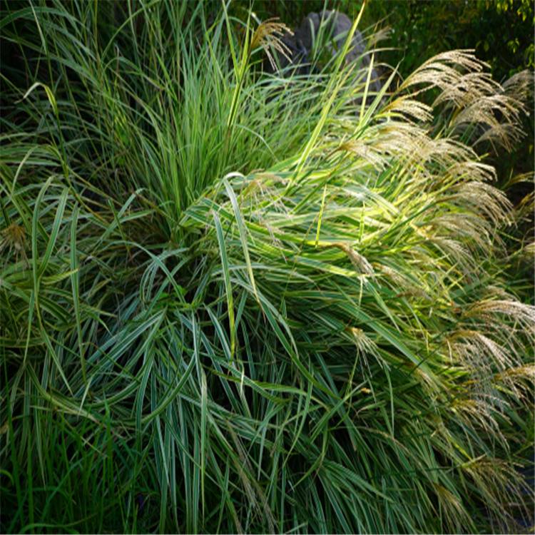 银边芒银边芒苗银边芒价格