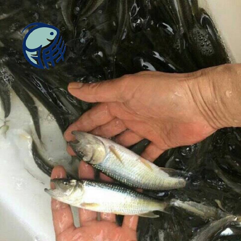 36cm活體馬口魚苗網箱養馬口魚苗長速快馬口魚苗市場價格