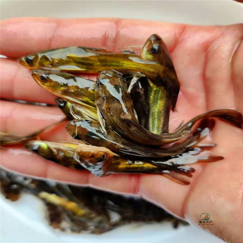 黄骨鱼苗优良黄颡鱼苗采购黄鳝鱼苗少病