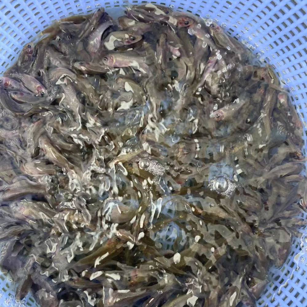 【盈億水產 全國發貨包活 禾花鯉魚苗 體長3-5cm