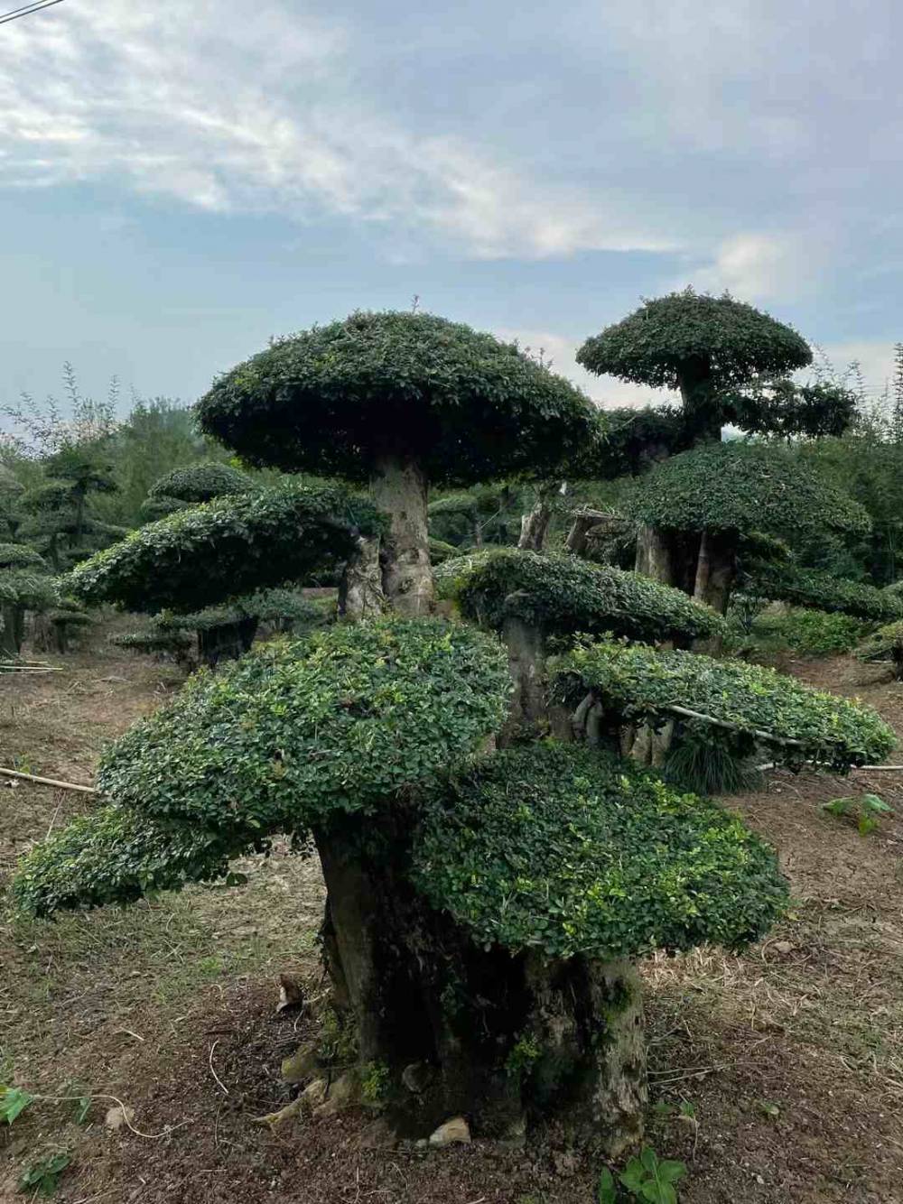 湖北枸骨-荆州枸骨-京山枸骨树-荆门猫儿刺