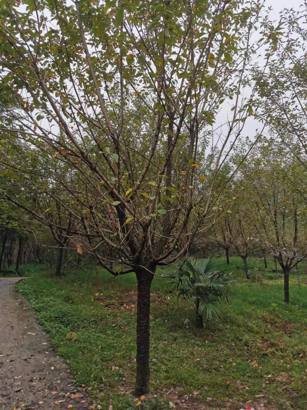 发往湖南的日本晚樱树苗