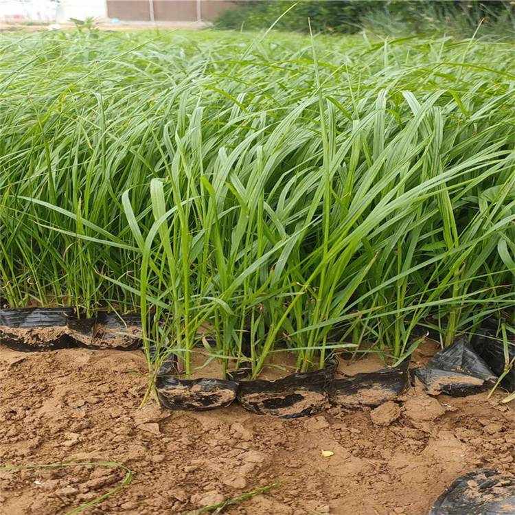 基地供应白穗狼尾草根系发达好成活庭院小区观赏绿植价格优惠库存充足