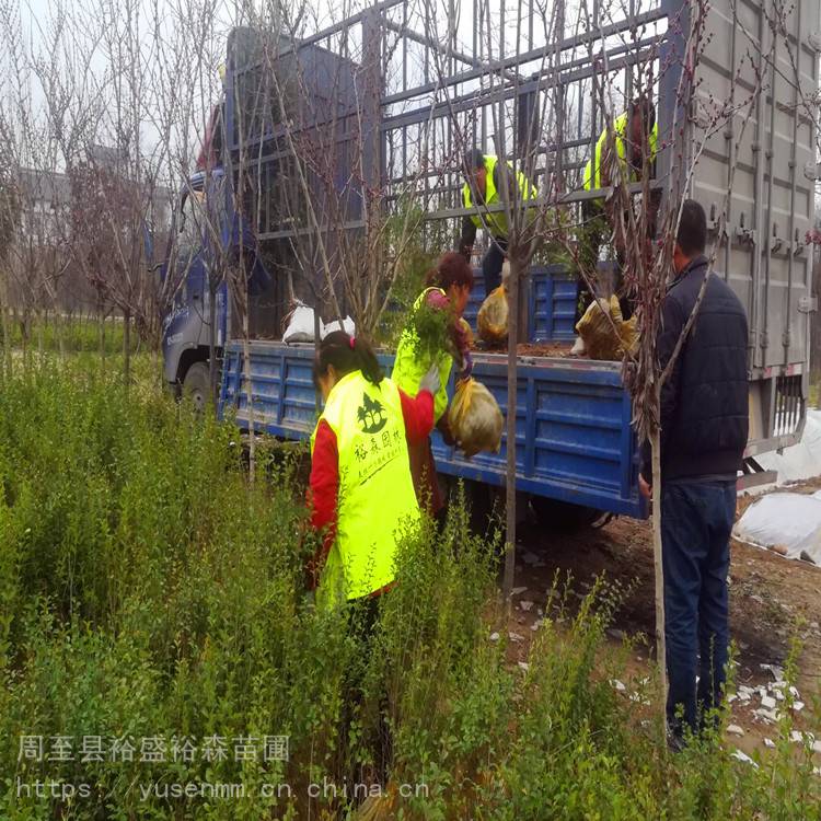 1米2高小叶女贞球 绿化苗木种植配送 金叶女贞球庭院绿化苗木